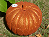 Elegant Pumpkin